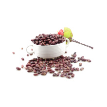 Purple Speckled kidney bean